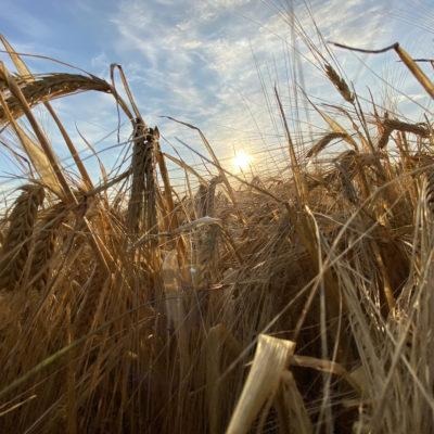 Príroda Vráble a okolie